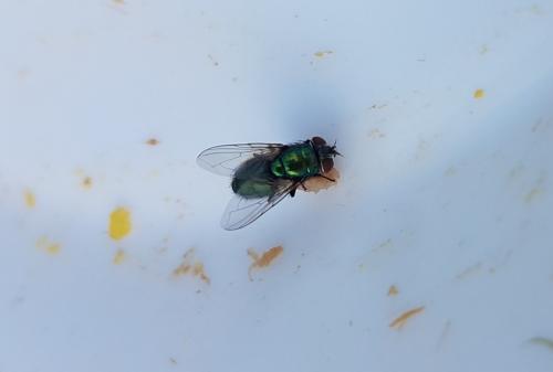Lucilia sp.